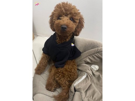 YAVRUMUZA AİLE ARIYORUZ