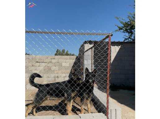 10 Aylık Safkan Alman Çoban Erkek