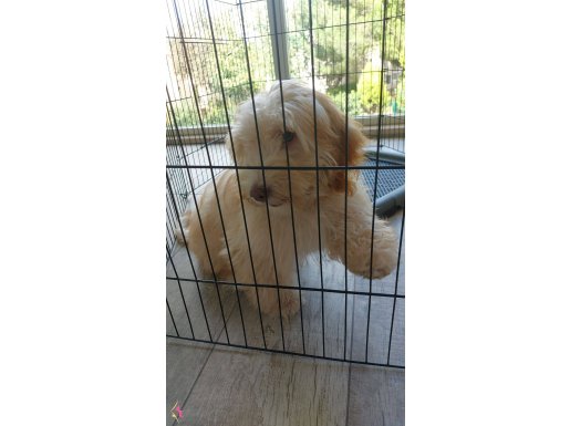 Maltipoo dişi çipli aşıları tam yavrumuz 