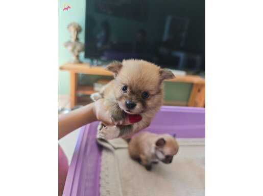 Pomarian chihuahua mix 6 haftali k