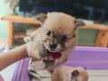 Pomarian chihuahua mix 6 haftali k