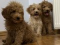 DOODLE POODLE 