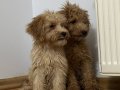 DOODLE POODLE 