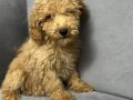 DOODLE POODLE 