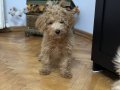 DOODLE POODLE 