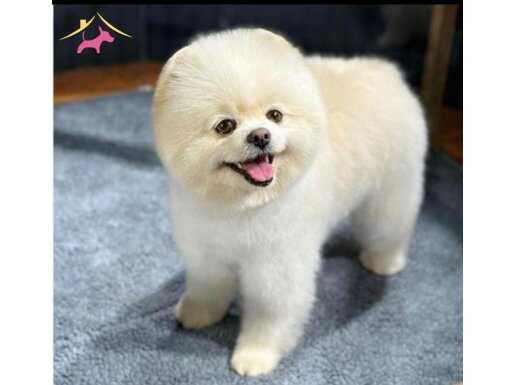 Pomerainan Boo Eğitimli Güzel Dişi
