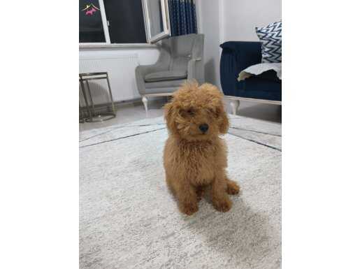 Toy poodle 4 aylık