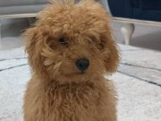 Toy poodle 4 aylık