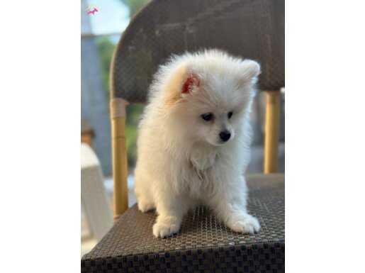 ÜCRETSİZ SAHİPLENDİRME 