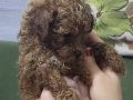 2 Aylık Sevimli Toy Poodle Cimcimem