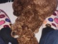 2 Aylık Sevimli Toy Poodle Cimcimem