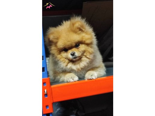 Eğitimli bir Kraliçe 2.5 yaşında ️