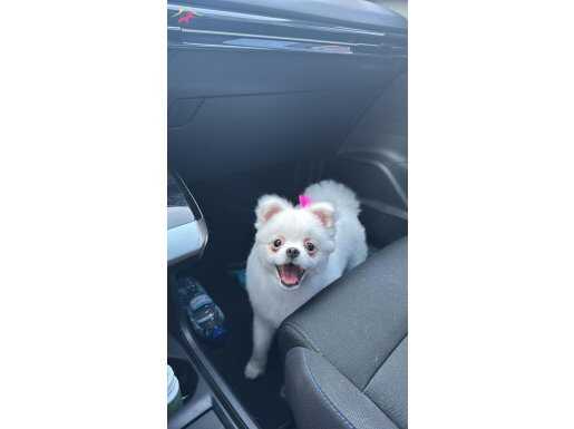 9 Aylık Dişi Pomeranian boo (aşıları tam)