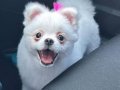 9 Aylık Dişi Pomeranian boo (aşıları tam)