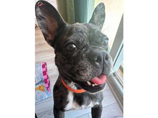 Siyah merle eğitimli 2 yaşında dişi yuva arıyor