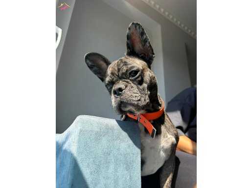 Black Merle French Bulldog 