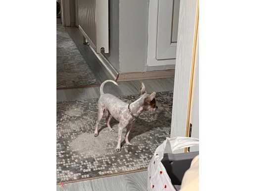 Chihuahua 9aylık aşıları tam 