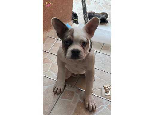 TUVALET EĞİTİMİ VAR KOMUT ALIYOR 6AYLIK ERKEK DAMIZLIK!