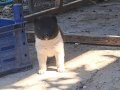 Akita yavrular