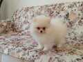 3.5 aylık dişi pomerian