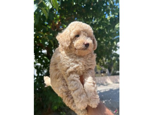 Maltipoo güzel yavrular 