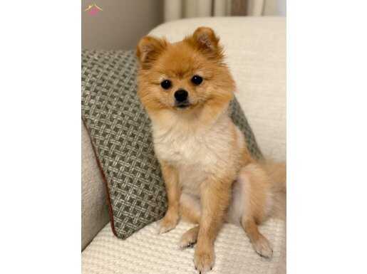 Pomeranian Dişi 2 kg