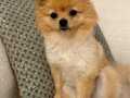 Pomeranian Dişi 2 kg