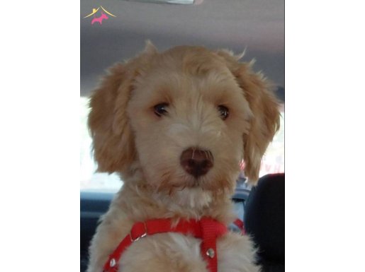 5 aylık eğitimli aşıları tam dişi maltipoo