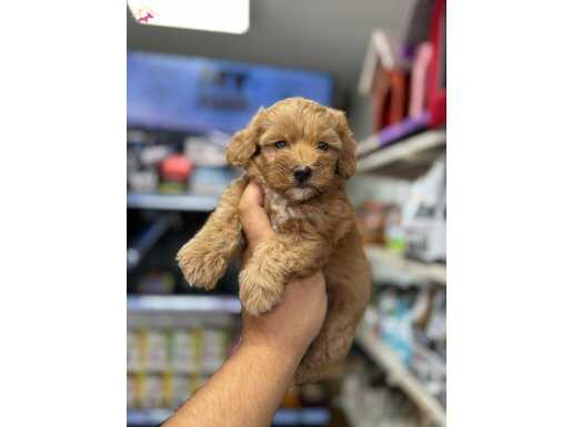 2 aylık bebek yavru herşeyi tam