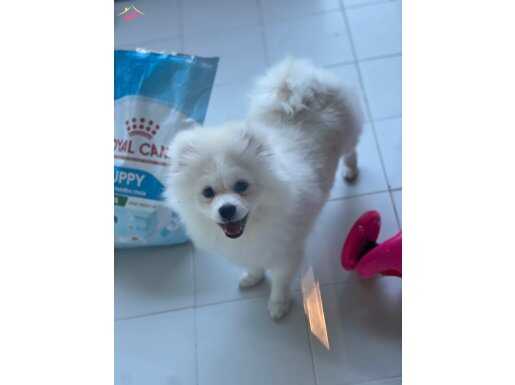 4 aylık ayı suratlı uyguna sahiplendirilecektir