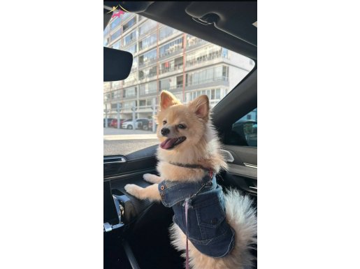 Acil eğitimli köpüş 