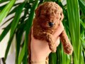 YÜKSEK KALİTE BEBEK YÜZLÜ TOY POODLE YAVRULARI