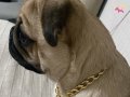 8 Aylık Kimliksiz PUG EĞİTİMLİ 1 KARMA 1 iç dış 