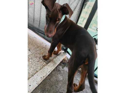 4 aylık aşılı doberman erkek evde bakılıyor safkan 
