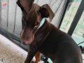 4 aylık aşılı doberman erkek evde bakılıyor safkan 