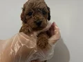 Baby poodle