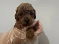 Bebek poodle