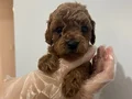 Bebek poodle