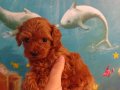 Red Brown minik poodle