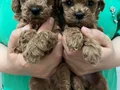 Red Brown minik poodle