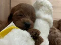 Red Brown minik poodle