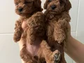 Red Brown minik poodle