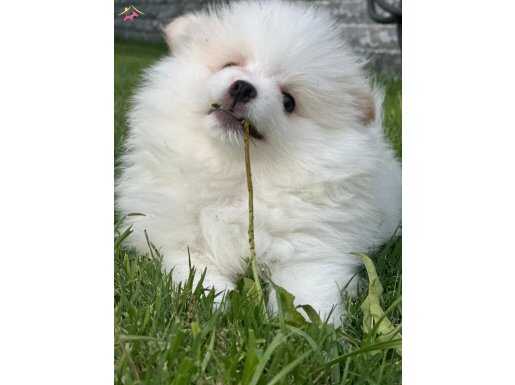 Kartopu erkek yavrumuz