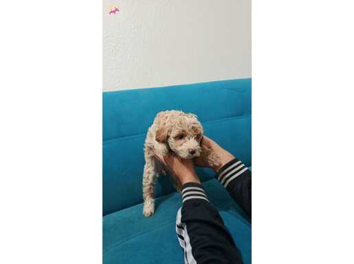 Orjinal Maltipoo Yavrular Hemen Teslime hazır 0 numara