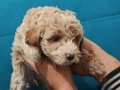Orjinal Maltipoo Yavrular Hemen Teslime hazır 0 numara