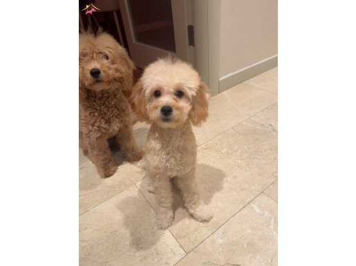 Maltipoodle kızımız