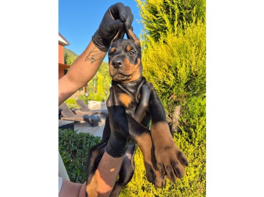 Safkan doberman yavruları