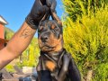 Safkan doberman yavruları