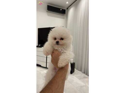 POMERANİAN BOO / 2 AYLIK / KAR BEYAZI / ERKEK