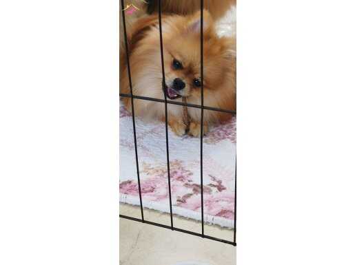 Orange pomeranian erkek köpek